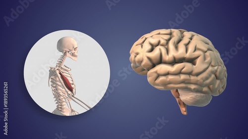 Human Brain Muscle Movement Control