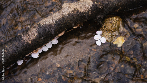 Wallpaper Mural 桜の花びらと流木がある小川の水流 春の自然背景 Torontodigital.ca