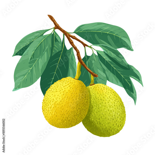 Breadfruit, rendered in a minimalist 2D flat vector icon style against a pure white backdrop