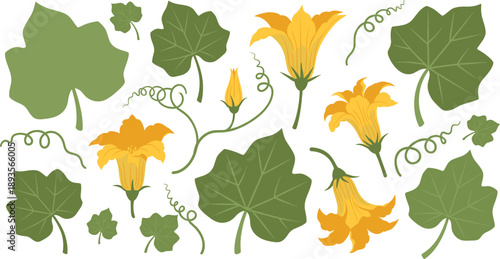 Pumpkin Vine and Flower Illustration Set with Green Leaves, Blossoms, Tendrils, and Botanical Garden Elements for Agriculture, Nature, and Seasonal Design