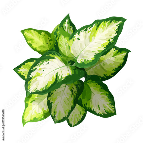 Dieffenbachia, rendered in a minimalist 2D flat vector icon style against a pure white backdrop