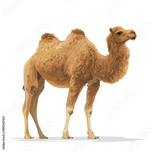 Minimalist 2D vector icon representation of a Dromedary, displayed on a pure white background
