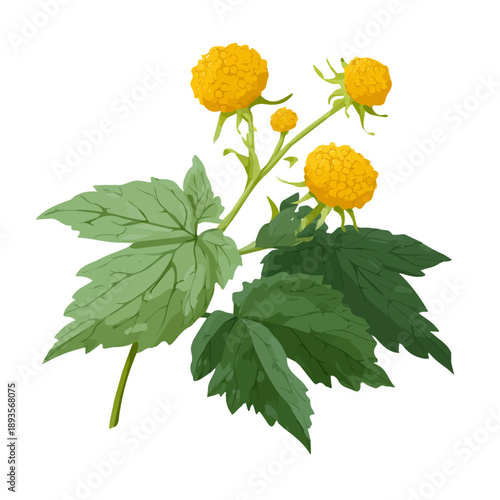 Simple flat 2D vector graphic of a Goldenseal in modern icon style, isolated on a white canvas