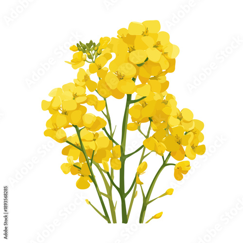 Flat 2D Canola vector illustration, icon graphic on white background