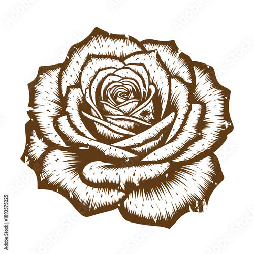 Vintage Grunge texture A large white rose with brown lines and shading on white background  a single flower