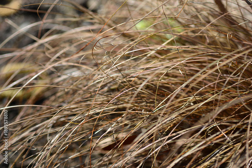 Bronze New Zealand hair sedge - Latin name - Carex comans Bronze Form