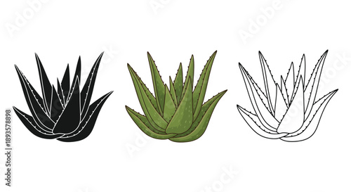Set of three aloe vera plant illustrations in black silhouette, color, and outline styles