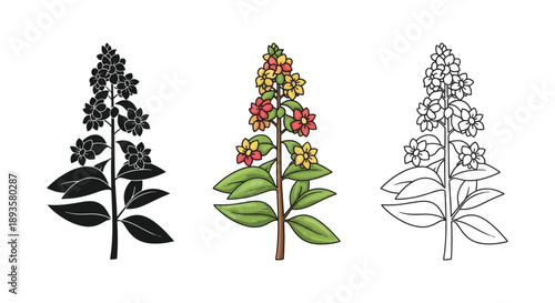 Set of three flowering plant illustrations in black silhouette, color, and outline styles