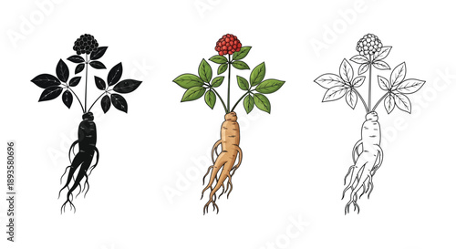 Ginseng root plant illustration set in black silhouette, color, and outline styles