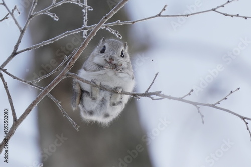 Japanese Dwarf Flying Squirrel on Frosted Branch