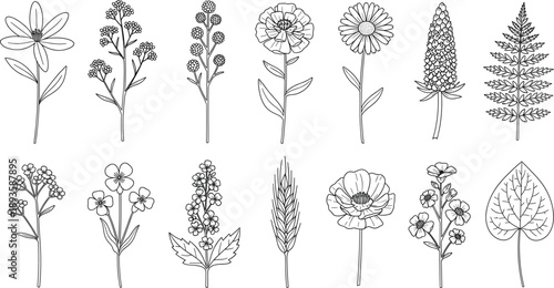 Wildflower and Meadow Herb Line Art Set with Minimalist Hand Drawn Floral Sketches for Organic Branding and Wedding Design Vector Illustration