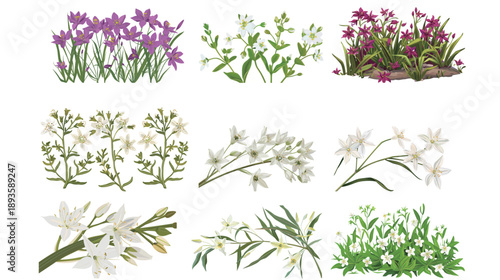 Vector illustration of Maltese centaury rare plant botanical art