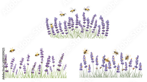 Vector illustration of lavender flowers with bees, nature and pollination concept