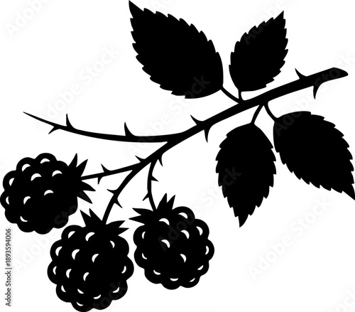 Blackberry branch silhouette isolated on white background minimalist thorny branch with berry cluster and serrated leaves