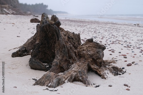 Wallpaper Mural Flooded forest with trunks of ancient trees (3000 years old) on the beach near Czolpino,  Slowinski National Park, Baltic Sea, West Pomeranian Voivodeship, Poland. Torontodigital.ca