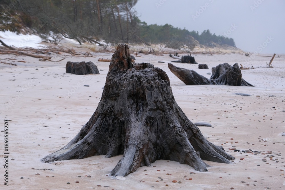 custom made wallpaper toronto digitalFlooded forest with trunks of ancient trees (3000 years old) on the beach near Czolpino,  Slowinski National Park, Baltic Sea, West Pomeranian Voivodeship, Poland.