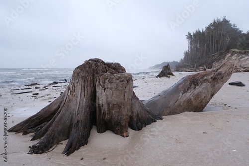 Wallpaper Mural Flooded forest with trunks of ancient trees (3000 years old) on the beach near Czolpino,  Slowinski National Park, Baltic Sea, West Pomeranian Voivodeship, Poland. Torontodigital.ca
