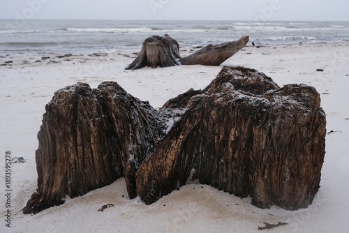 Wallpaper Mural Flooded forest with trunks of ancient trees (3000 years old) on the beach near Czolpino,  Slowinski National Park, Baltic Sea, West Pomeranian Voivodeship, Poland. Torontodigital.ca