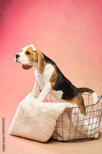 The dog stands with its paws on a plush surface inside a wire container. The blanket drapes over the side while the dog looks off to the right.
