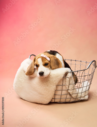 The dog rests its head over the fluffy edge of the container while lying comfortably. It appears calm and sleepy inside the soft interior.