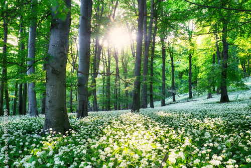 Slika na platnu Spring Forrest
