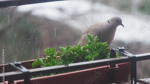 Eurasian collared dove (Streptopelia decaocto) sitting on a window planter while snowflakes fall in the background