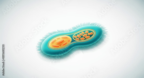 Microscopic view of a detailed single-celled organism on an isolated white background, biology and science concept.