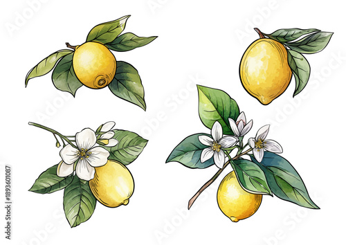 Lemon branch set. Botanical illustration with citrus fruit, blossom, leaves, and natural hand-drawn motifs for decoration, design, kitchen, gardening, and culinary themes.