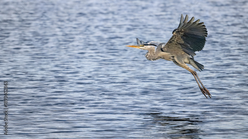 grey heron in flight