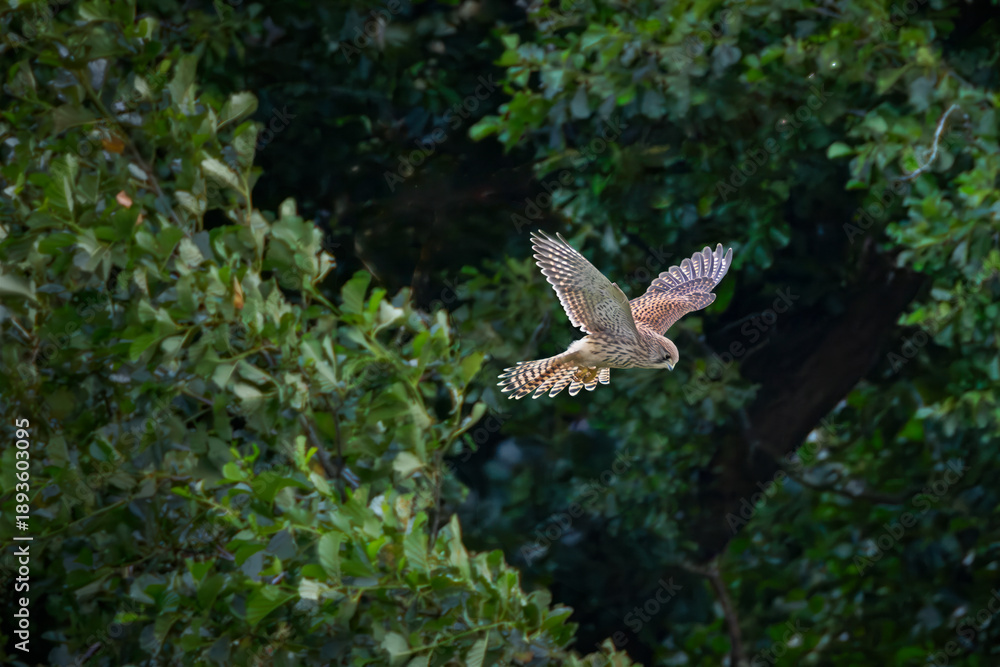 Fototapeta premium kestrel hovering 