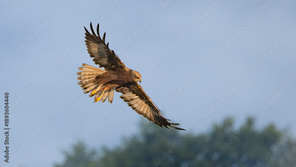 Fototapeta premium Marsh harrier in flight 