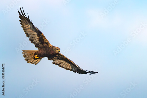 Marsh harrier in flight
