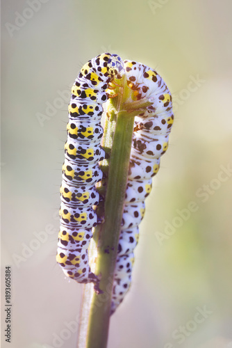 Mullein moth caterpillars in a meadow