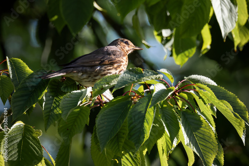 song thrush perched in tree