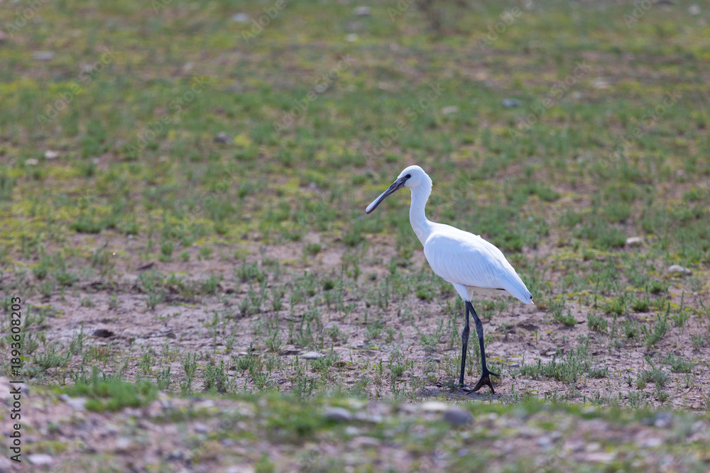 Fototapeta premium Eurasian spoonbill goes on the grass
