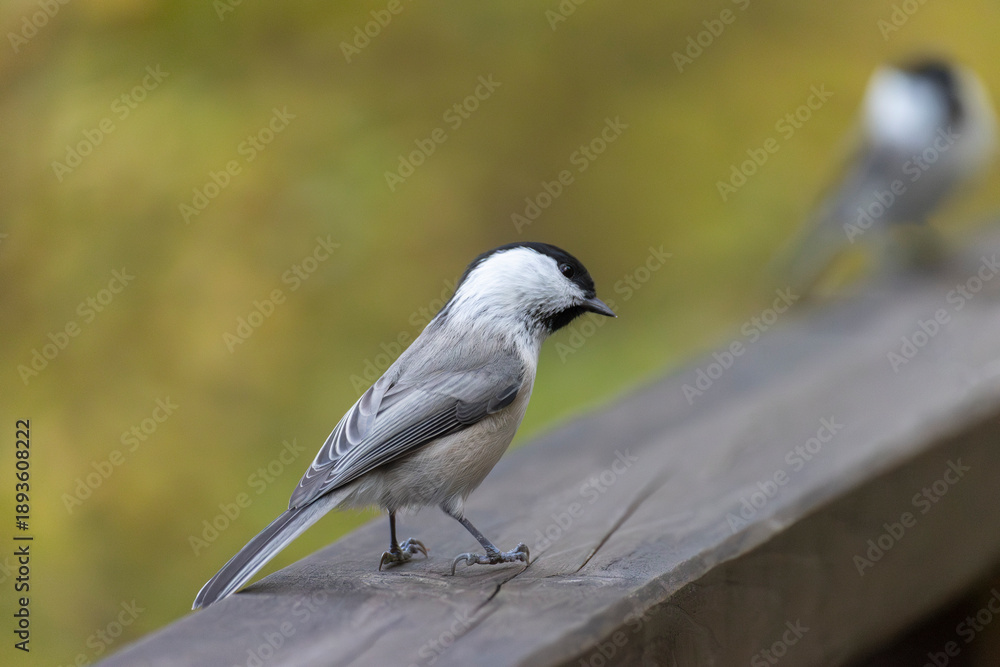 Fototapeta premium A close-up of a Marsh tit sitting on a horizontal bar