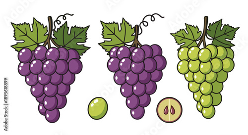 Colorful assortment of fresh red and green grapes illustrated with leaves and a cross section detail