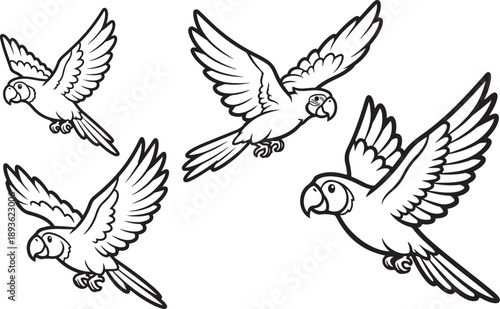 Four Parrots Flying in Outline illustration vector