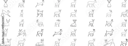 Collection of Deer Poses in Outline wwww illustration