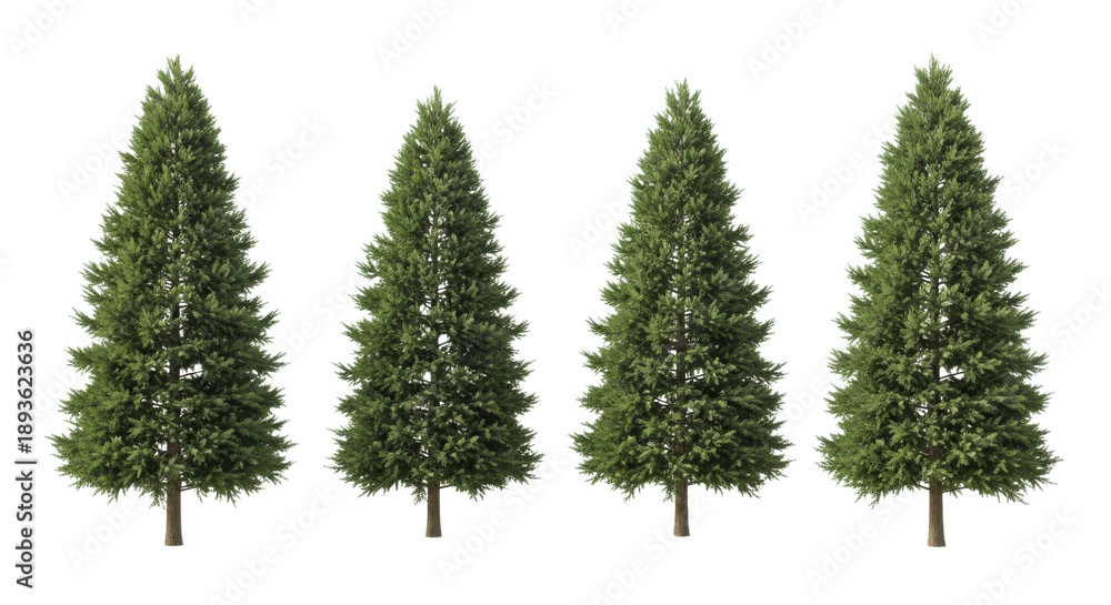 Fototapeta premium Four green pine trees with conical shapes on black background evergreen conifer, Isolated On Png Transparent Background