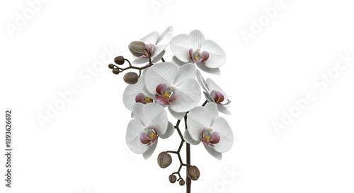 White Orchid Blossom Cluster with Buds