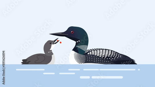 Adult loon feeding a chick small red berries on the water
