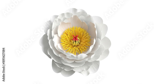 White Peony Flower with Yellow Stamens