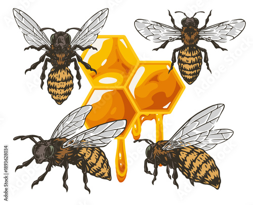 Bee and honeycomb info