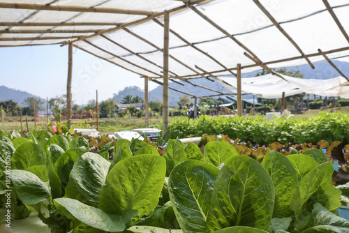 Fresh organic green cos lettuce growing in sunny farm greenhouse under plastic roof with mountain view background showing healthy agricultural growth and clean vibrant vegetable production