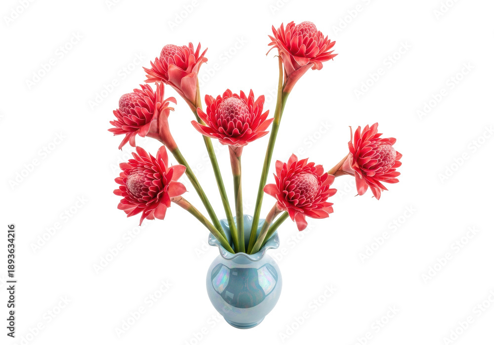 Obraz premium Vibrant pink torch ginger (etlingera elatior) flowers in a light blue iridescent wavy-rimmed ceramic vase, flat lay on a bright white background with copy space, concept for tropical floral beauty