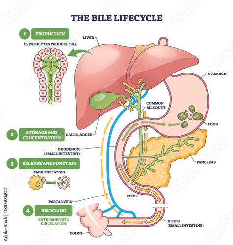 Bile lifecycle brief shows liver, gallbladder, and bile duct stages of production, storage, release, and recycling through the gut. Outline diagram