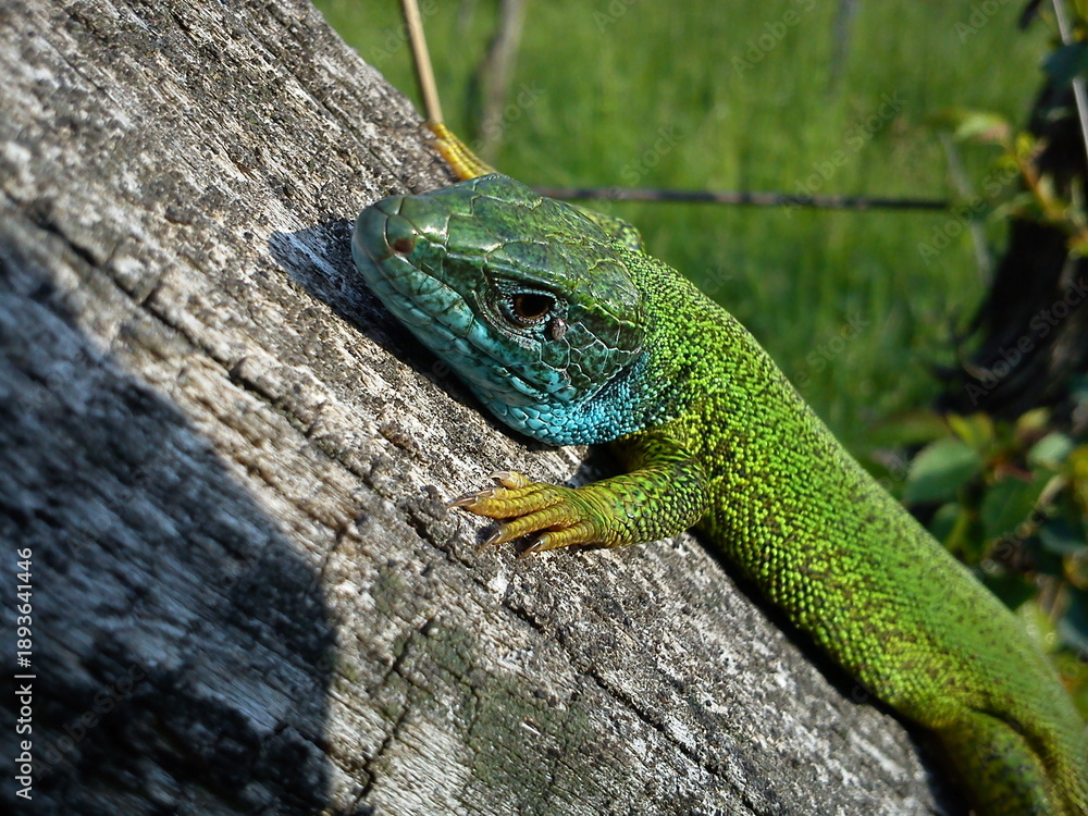 Fototapeta premium Lizard on the log