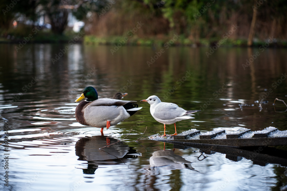 Obraz premium Seagull and a duck on a lake in a park during winter