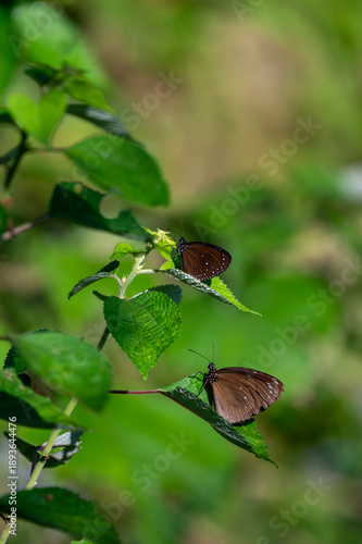 Two butterflies rest on a green plant in Taiwan, capturing delicate wing patterns, natural interaction, and the rich biodiversity of an Asian natural environment.

